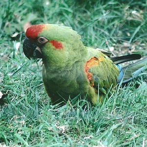 Red-fronted Macaw 20th May 2013