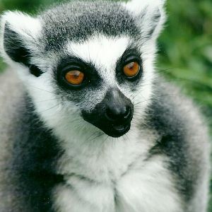 Ring-tailed Lemur 20th May 2013