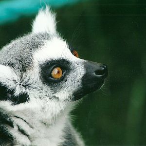 Ring-tailed Lemur 20th May 2013