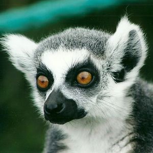 Ring-tailed Lemur 20th May 2013