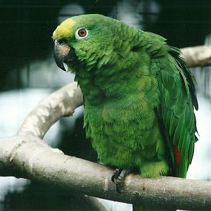 Ring-tailed Lemur 20th May 2013