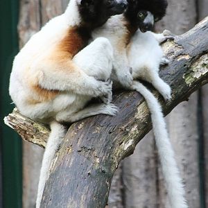 Crowned sifakas