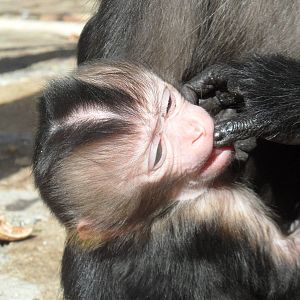 Lion-tailed macaque baby