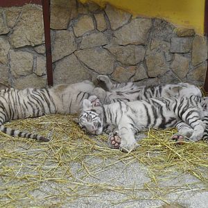 White tiger cubs 2012