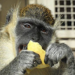 Vervet monkey male