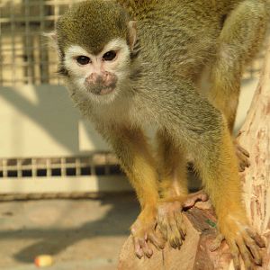 Common squirrel monkey