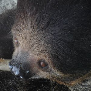 Linnaeus"s two-toed sloth