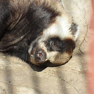 Asian badger
