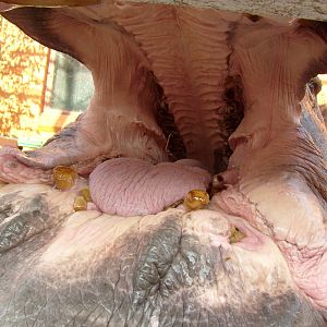 Hippo mouth 1