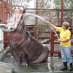 Hippo with keeper