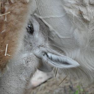 Guanaco cria nursing