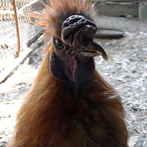 Fancy chicken with crossed beak