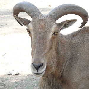 Barbary sheep