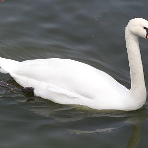 Mute swan