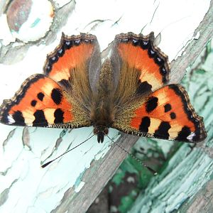 Small tortoiseshell