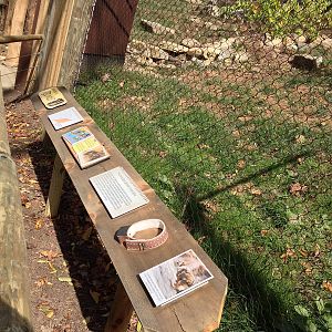 Saving red wolves - interpretive