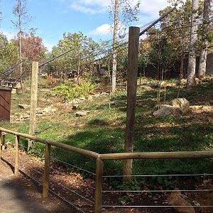 Red Wolf - wide view