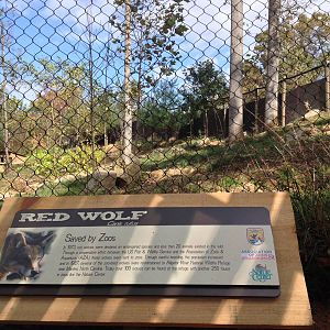 red wolf - long view