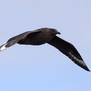 Great skua