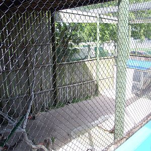 Osprey Aviary at Save our Seabirds, 07/10/13