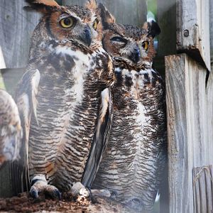 Great Horned Owl at Save our Seabirds, 07/10/13