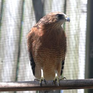 Red-shouldered Hawk at Save our Seabirds, 07/10/13
