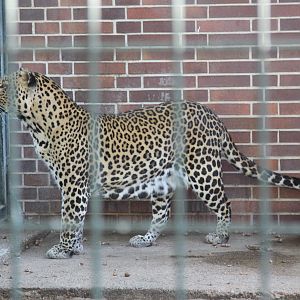 Javan Leopard (Panthera pardus melas)