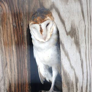 American Barn Owl at Save our Seabirds, 07/10/13
