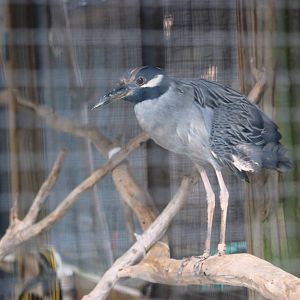 Yellow-crowned Night Heron at Save our Seabirds, 07/10/13