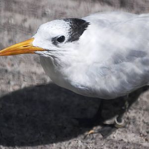 Royal Tern at Save our Seabirds, 07/10/13