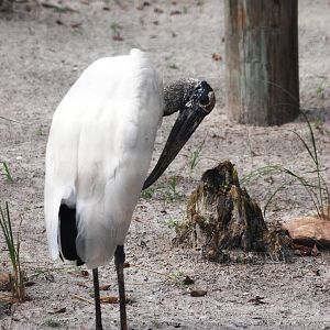 Wood Stork at Save our Seabirds, 07/10/13