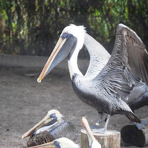Eastern Brown Pelican at Save our Seabirds, 07/10/13