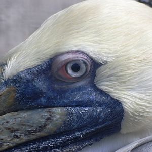 Eastern Brown Pelican at Save our Seabirds, 07/10/13