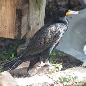 Double-crested Cormorant at Save our Seabirds, 07/10/13