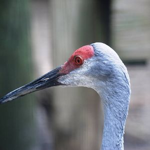 Sandhill Crane at Save our Seabirds, 07/10/13