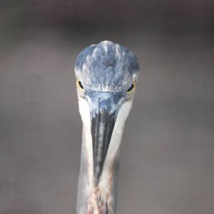 Tricoloured Heron at Save our Seabirds, 07/10/13