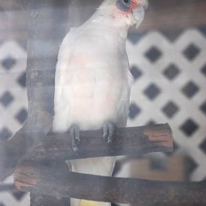 Little Corella at Save our Seabirds, 07/10/13