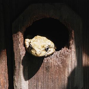 Wild (Introduced) Cuban Tree Frog at Save our Seabirds, 07/10/13