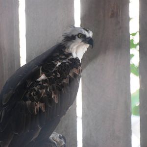 Western Osprey at Save our Seabirds, 07/10/13