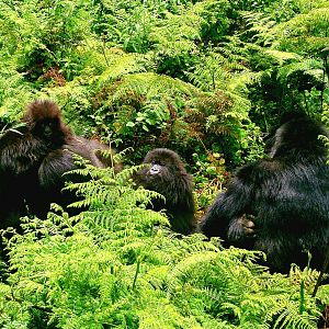 mountain gorillas