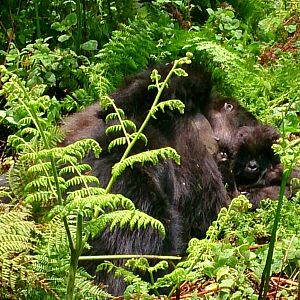 mountain gorillas