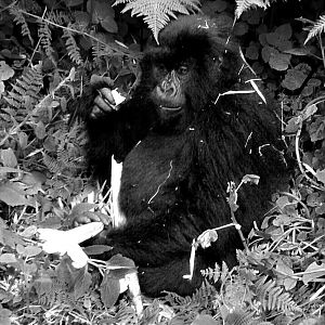 young mountain gorilla