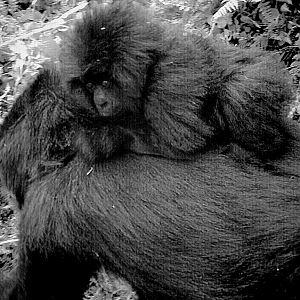 baby mountain gorilla