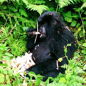 young mountain gorilla