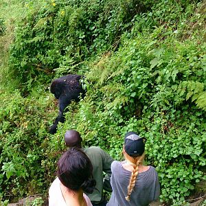viewing mountain gorillas
