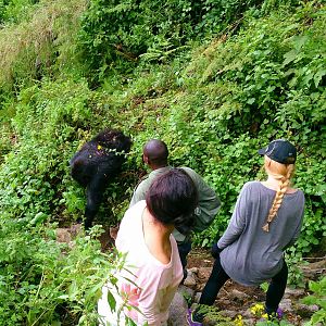 viewing mountain gorillas