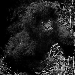 baby mountain gorilla