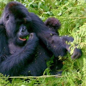 baby and mother mountain gorillas