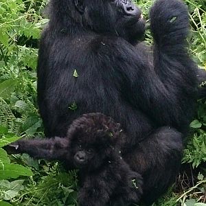 baby and mother mountain gorillas