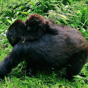 baby and mother mountain gorillas